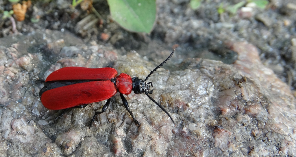 Ogniczek większy (Pyrochroa coccinea)