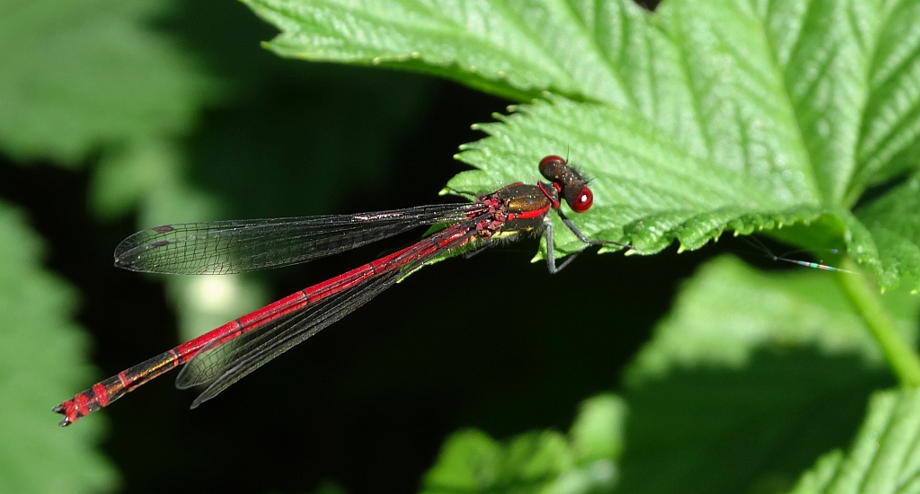 Łunica czerwona (Pyrrhosoma nymphula)