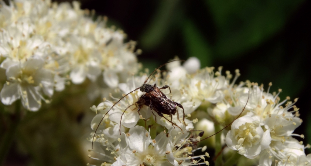 Kurtek mniejszy (Molorchus minor)