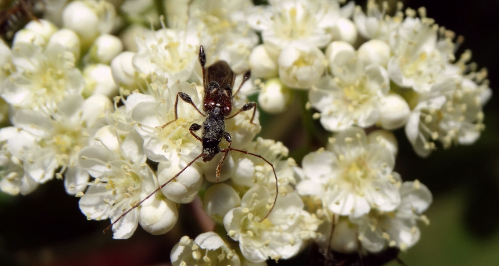 Kurtek mniejszy (Molorchus minor)