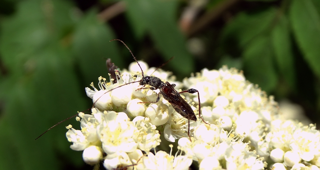 Kurtek mniejszy (Molorchus minor)