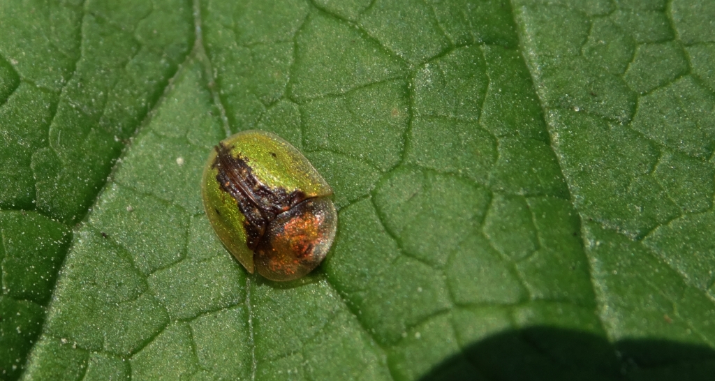 Tarczyk łopianowy (Cassida vibex)