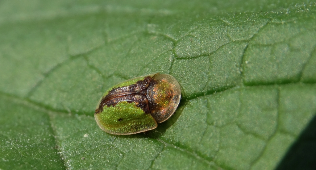 Tarczyk łopianowy (Cassida vibex)