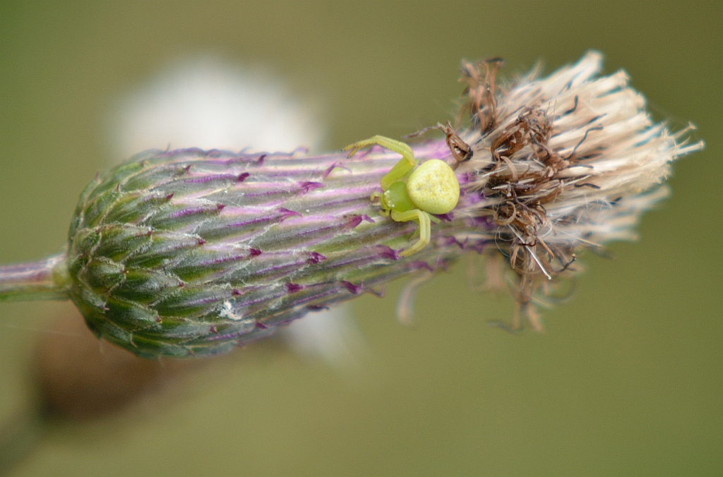 Kwietnik (Misumena vatia)