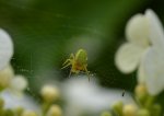 Krzyżak zielony, nalistnik zielony (Araniella cucurbitina)