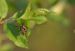 Bzyg pospolity (Syrphus torvus)