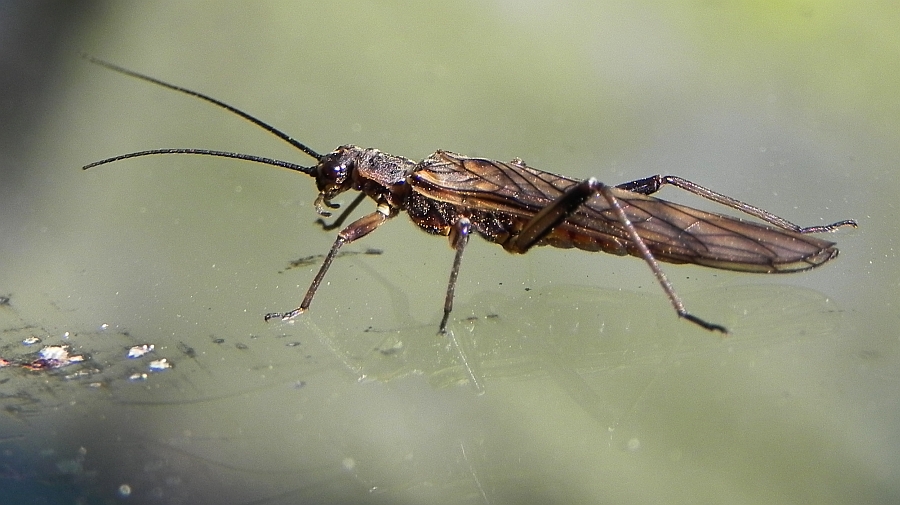 Widelnica paskowana (Perla marginata)