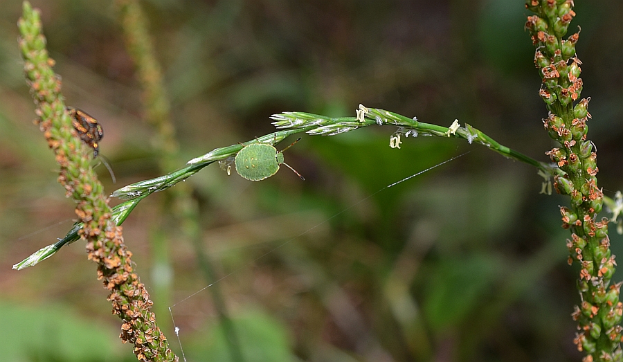 Odorek zieleniak (Palomena prasina)