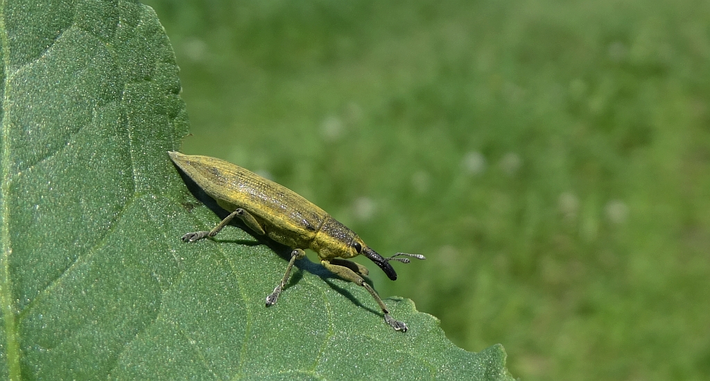 Kulczanka kosaćcówka (Lixus iridis)