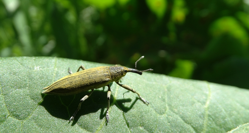 Kulczanka szczawiowiec (Lixus bardanae)