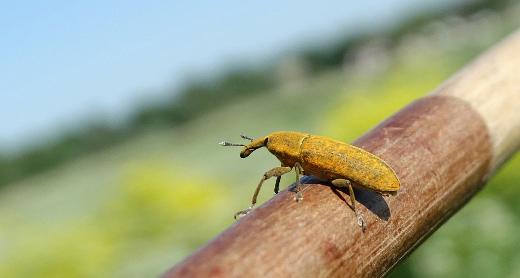 Kulczanka szczawiowiec (Lixus bardanae)
