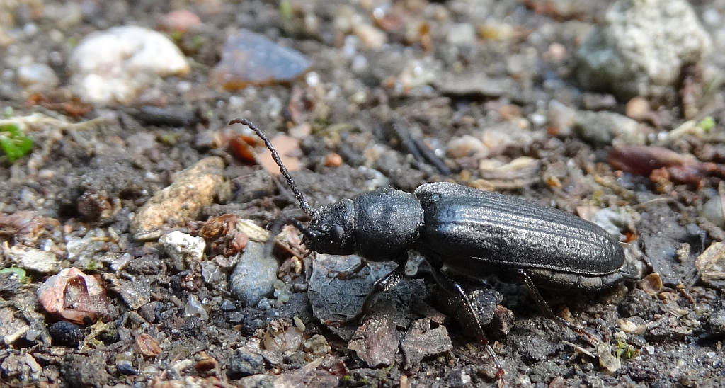 Szczapówka sosnowa (Asemum striatum)