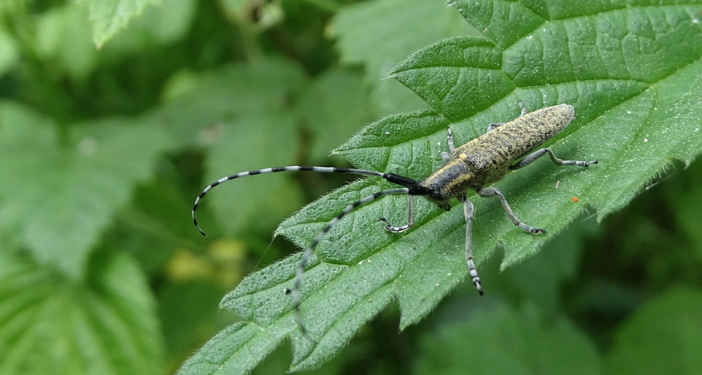 Zgrzytnica zielonkawowłosa (Agapanthia villosoviridescens)