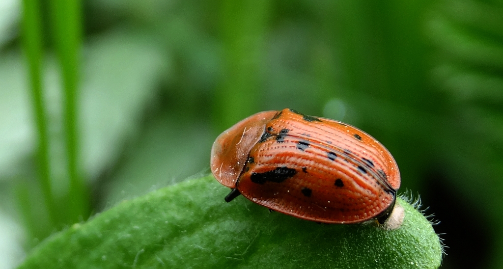 Tarczyk omanowiec (Cassida murraea)