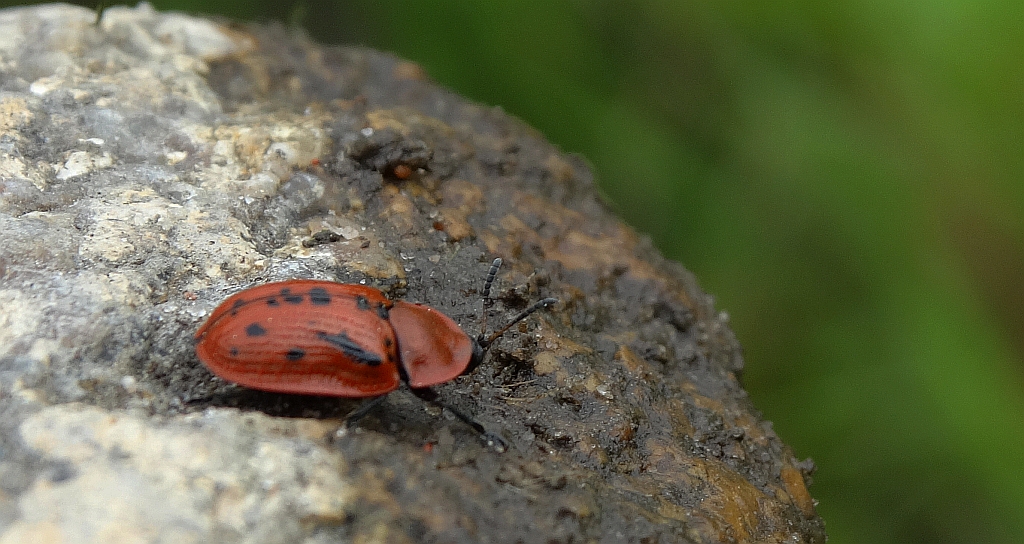 Tarczyk omanowiec (Cassida murraea)