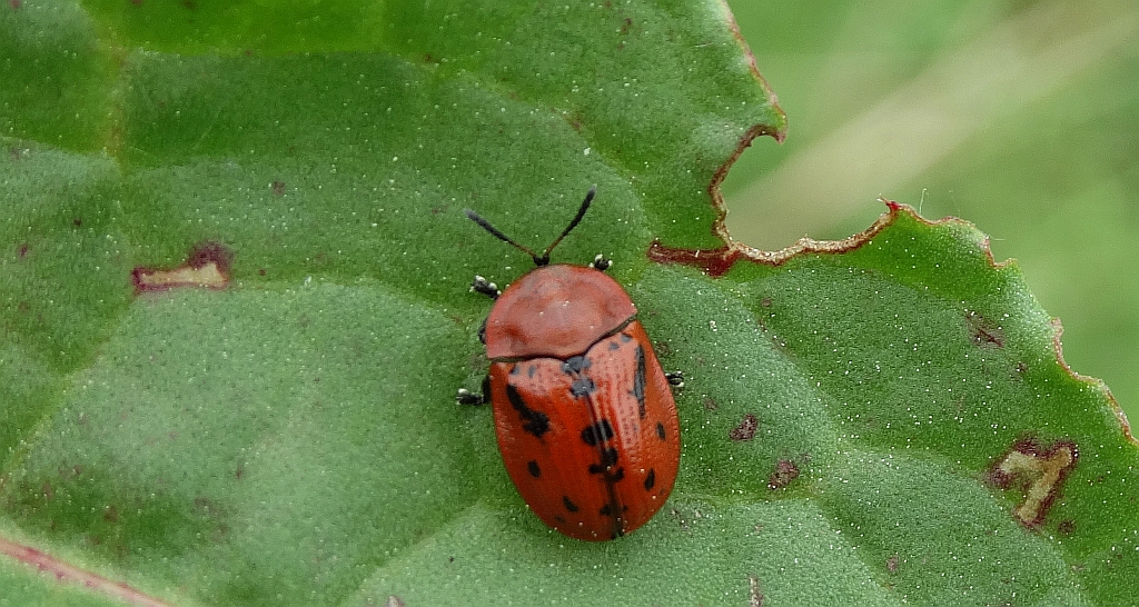 Tarczyk omanowiec (Cassida murraea)