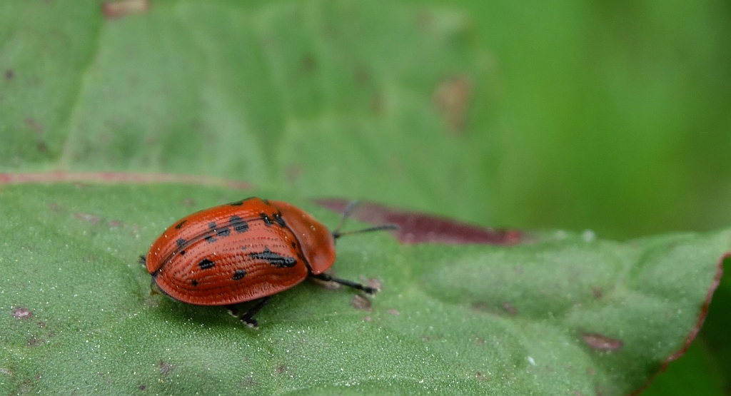 Tarczyk omanowiec (Cassida murraea)