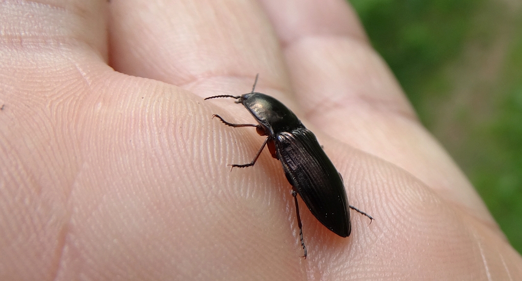 Zaciosek kruszczowy (Corymbites aeneus)