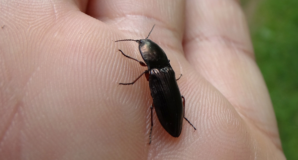 Zaciosek kruszczowy (Corymbites aeneus)