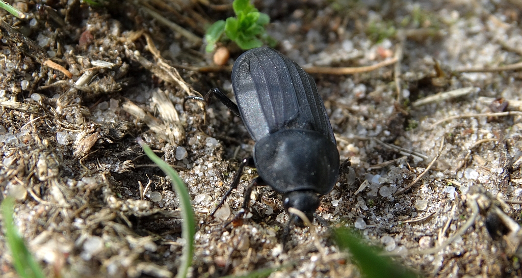 Omarlica ciemna (Silpha obscura)