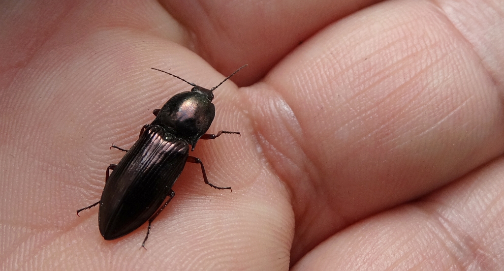 Zaciosek kruszczowy (Corymbites aeneus)