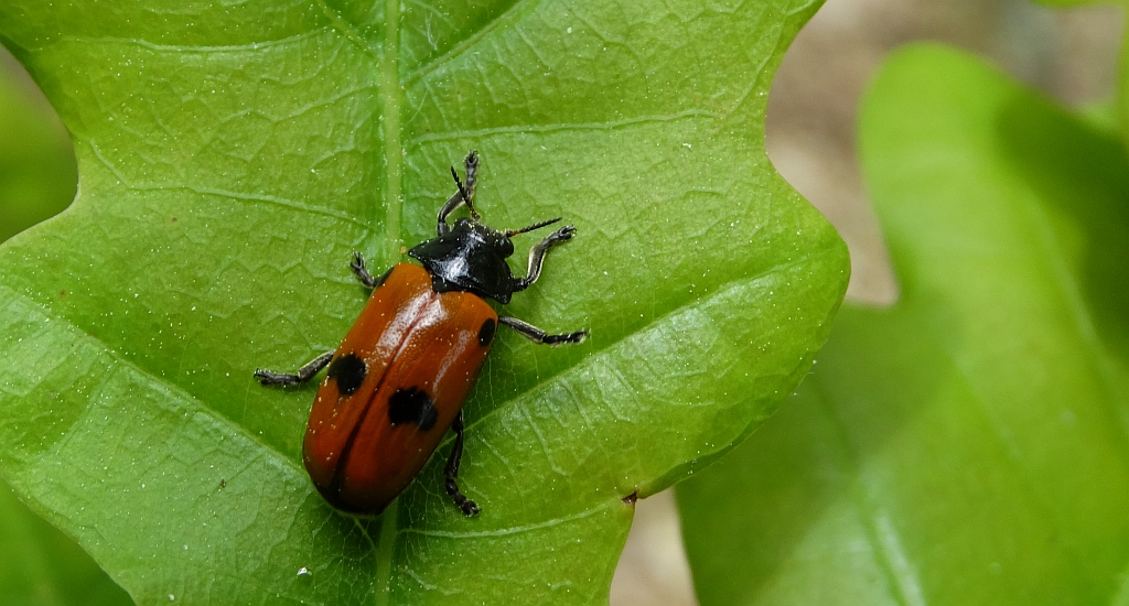 Moszenica wierzbówka (Clytra laeviuscula)