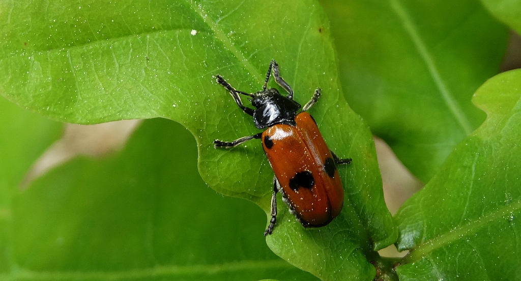 Moszenica wierzbówka (Clytra laeviuscula)