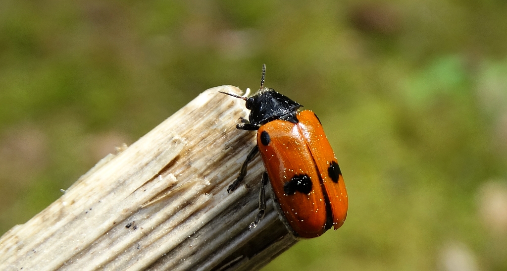 Moszenica wierzbówka (Clytra laeviuscula)