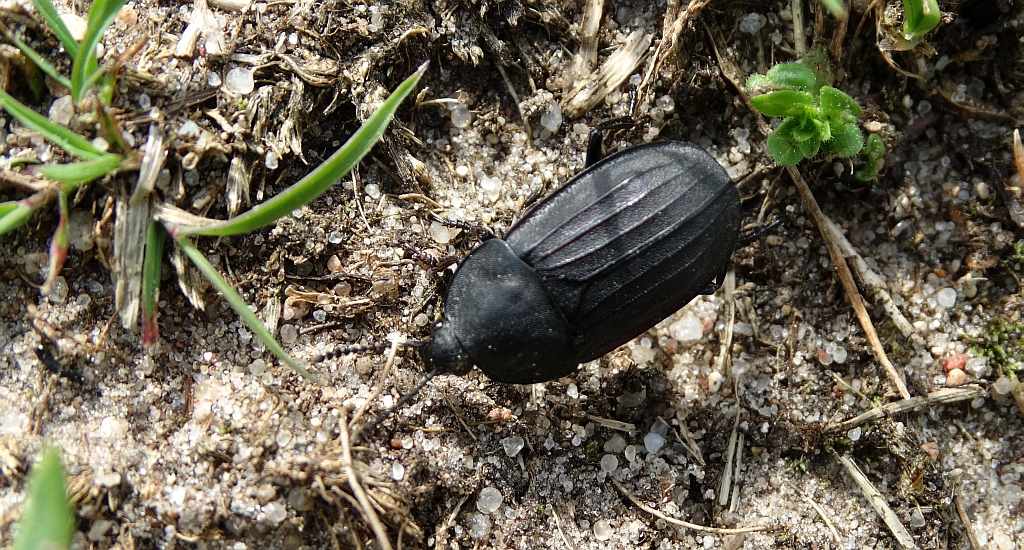 Omarlica ciemna (Silpha obscura)