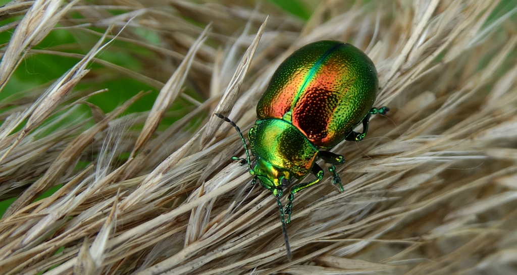 Chrysolina herbacea