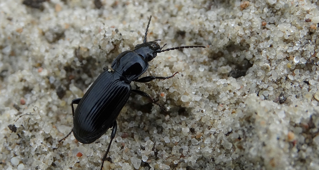 Szykoń czarny (Pterostichus niger)