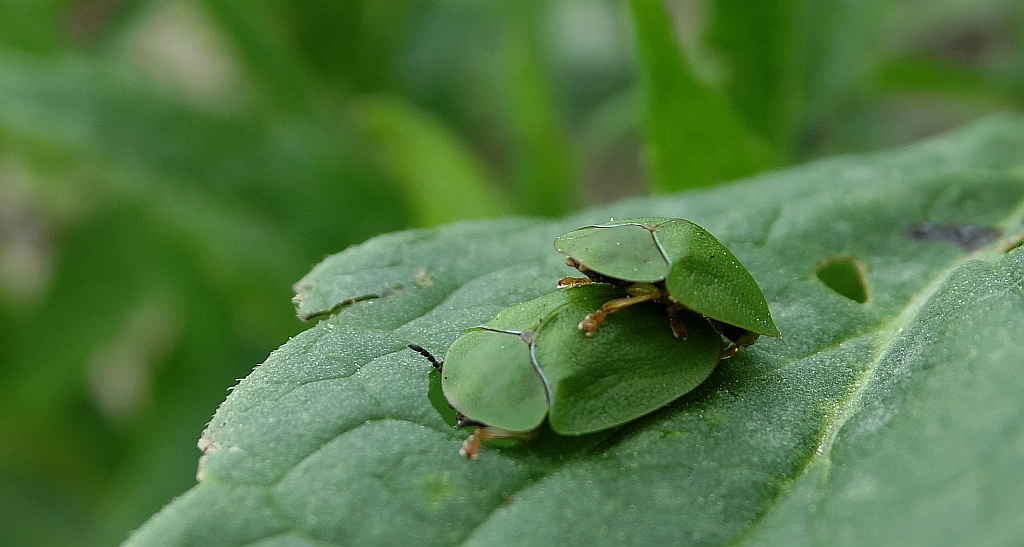 Tarczyk zielony (Cassida viridis)