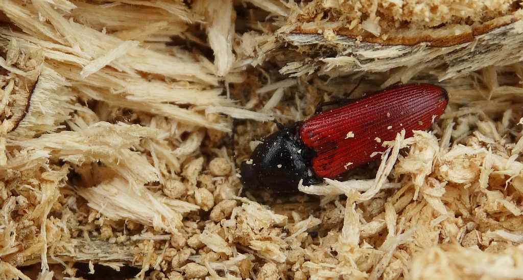 Ampedus cinnabarinus
