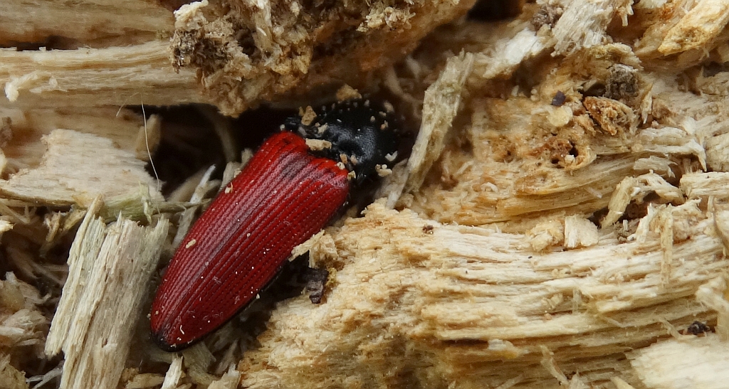 Ampedus cinnabarinus