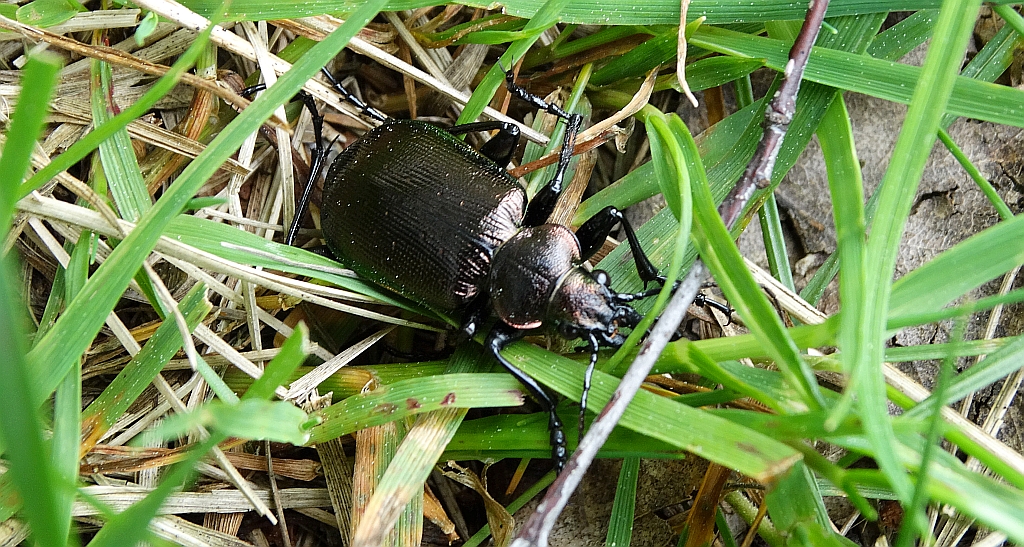 Tęcznik mniejszy, liszkarz mniejszy (Calosoma inquisitor)