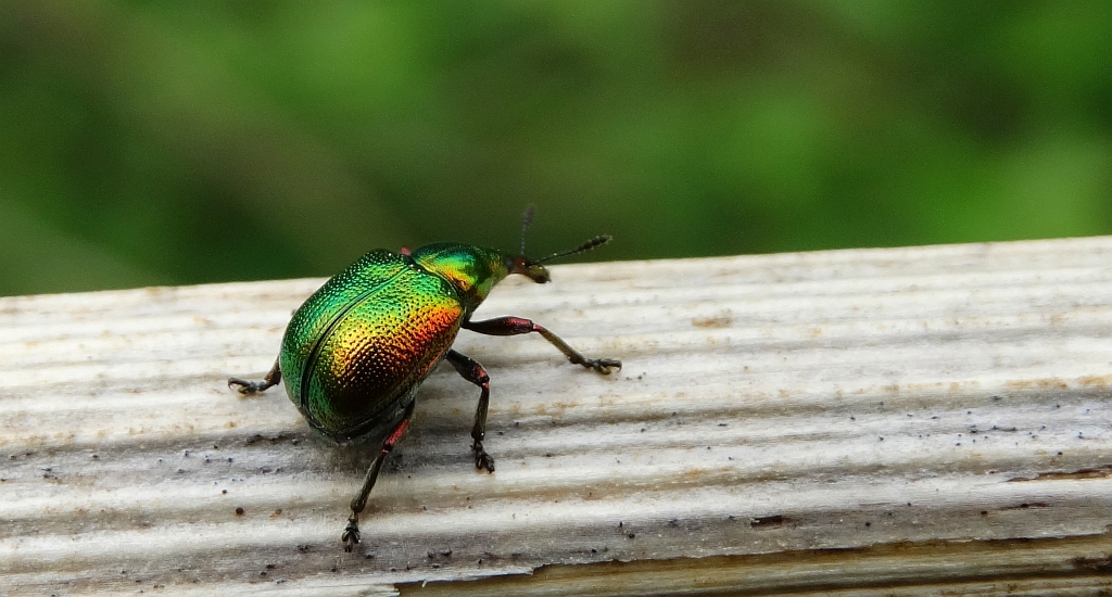 Tutkarz osinowiec (Byctiscus populi)