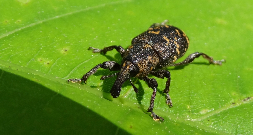 Szeliniak sosnowy (Hylobius abietis)