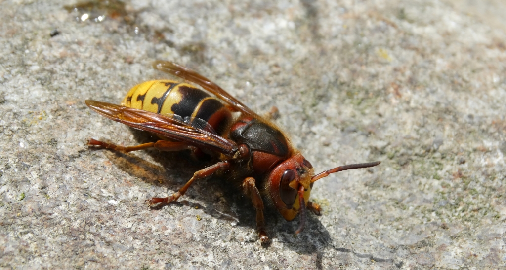 Szerszeń europejski (Vespa crabro)
