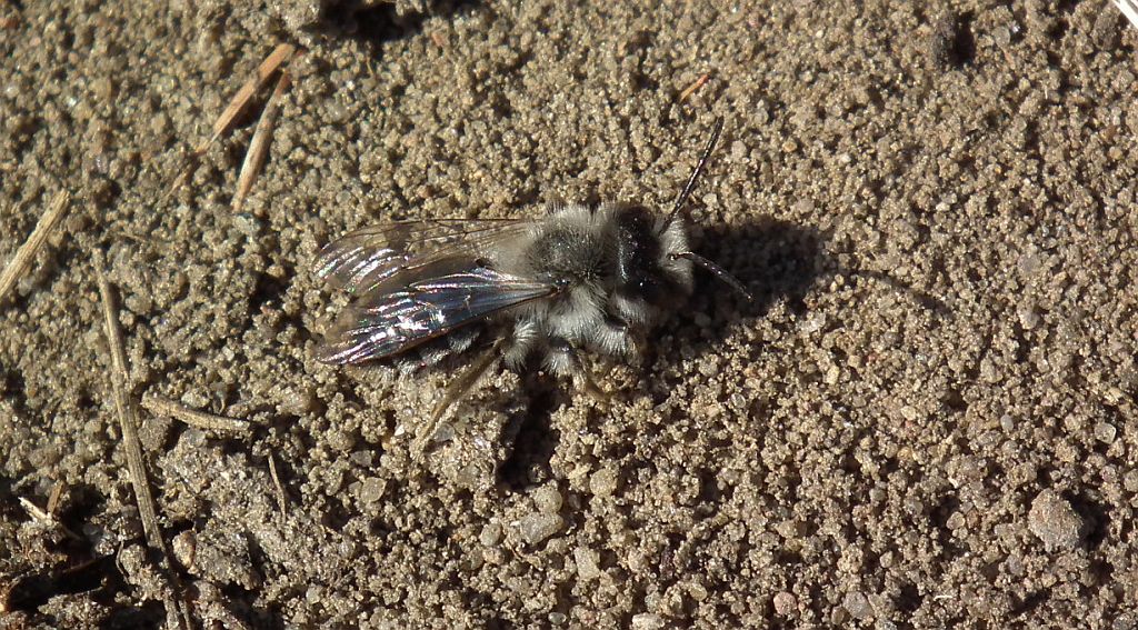 Pszczolinka napiaskowa (Andrena fulva)