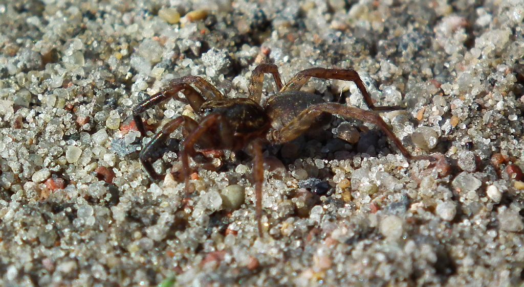 Krzeczek naziemnik (Trochosa terricola)