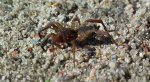 Krzeczek naziemnik (Trochosa terricola)