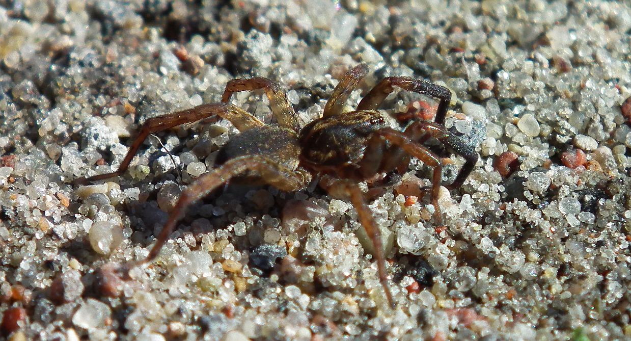 Krzeczek naziemnik (Trochosa terricola)