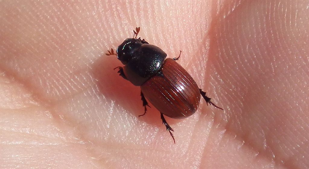Plug pospolity (Aphodius filmetarius)