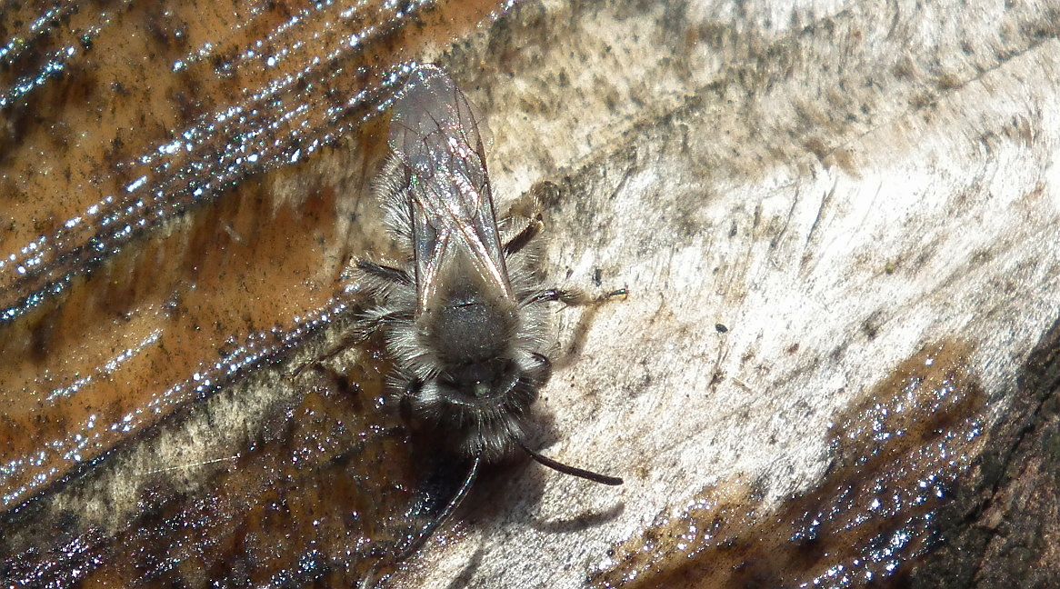 Pszczolinka napiaskowa (Andrena fulva)