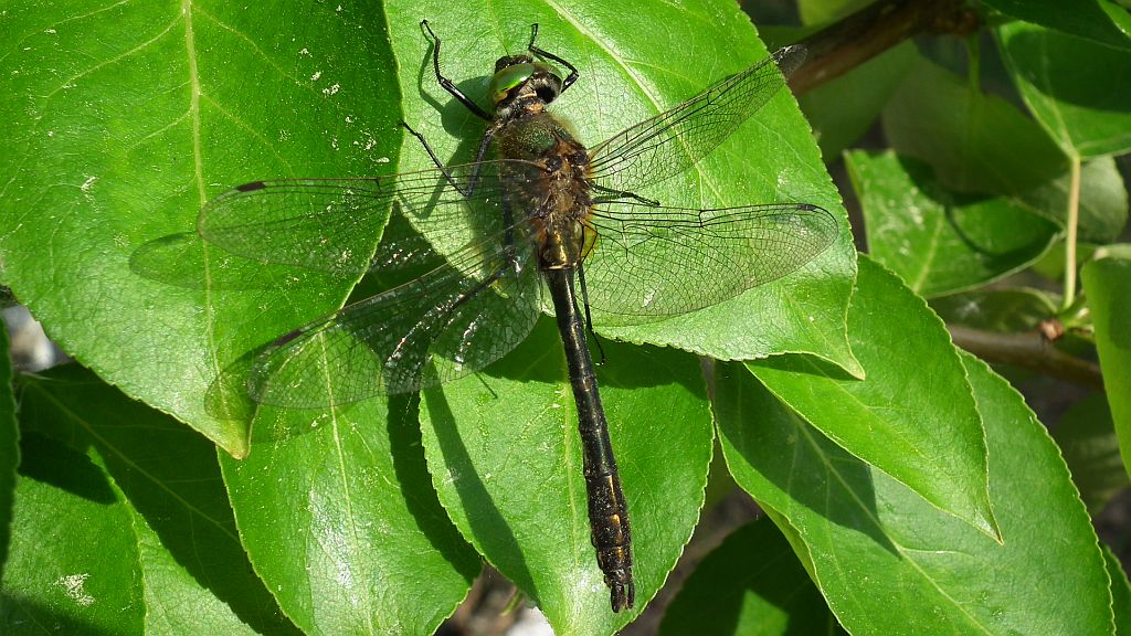 Szklarka zielona (Cordulia aenea)
