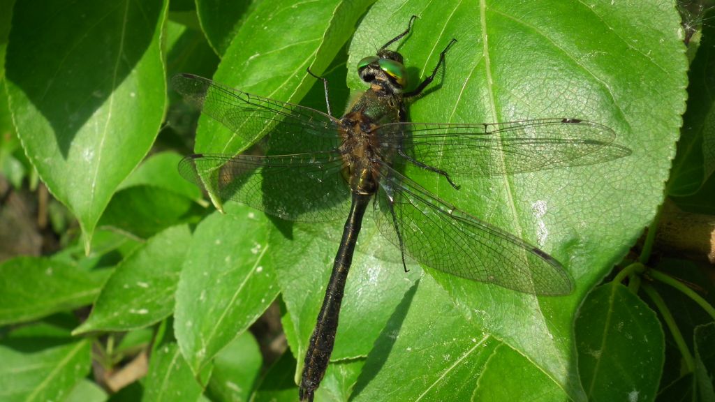 Szklarka zielona (Cordulia aenea)