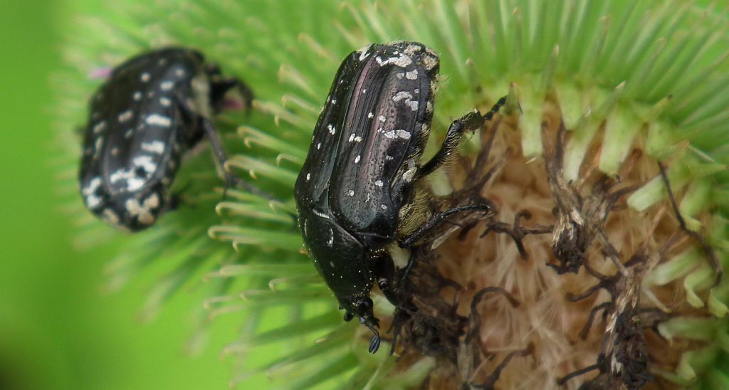 Łanocha pobrzęcz (Oxythyrea funesta)