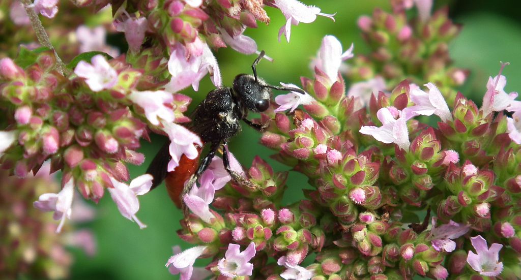 Nęczyn (Sphecodes albilabris)