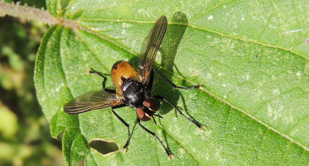 Hemyda obscuripennis