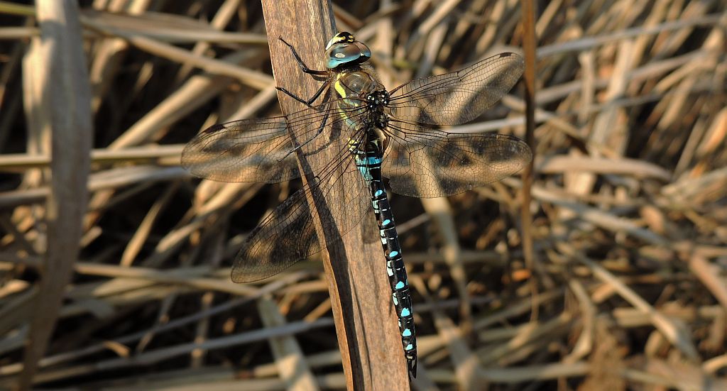 Żagnica jesienna (Aeshna mixta)